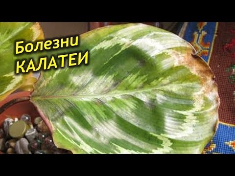 Частые болезни калатеи! Чем и как лечить Калатею.