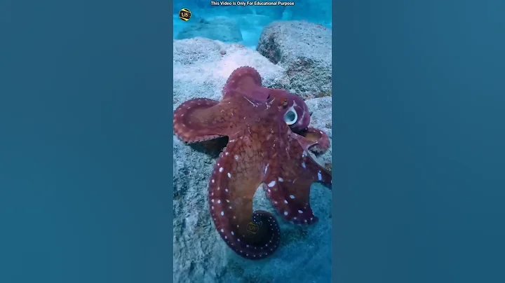 Why Does Octopus Do This #shortsfeed #shorts #youtube #tranding #funny #animals @souravjvlogs