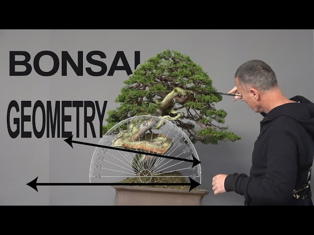 Bonsai geometry class=