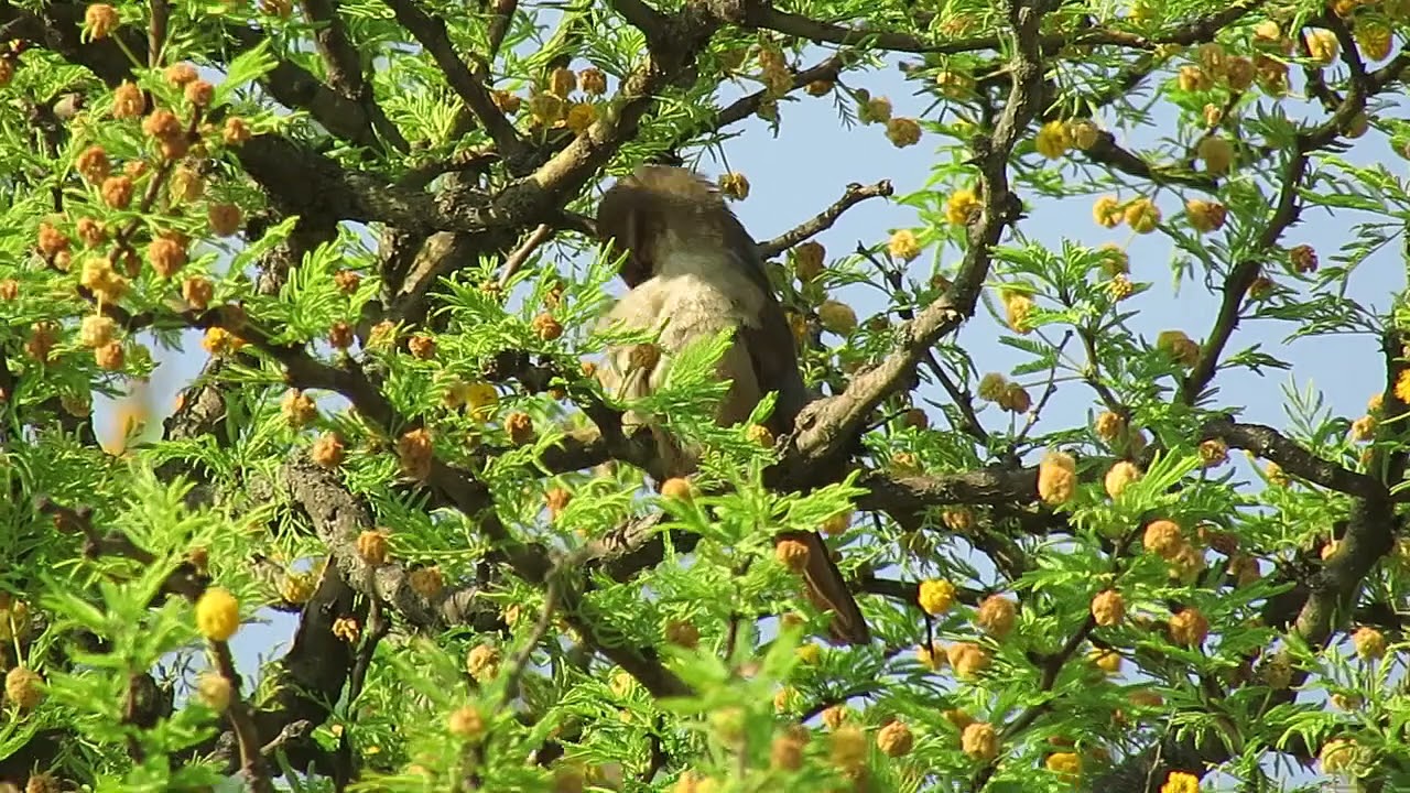 Bandurrita chaqueña (Tarphonomus certhioides)