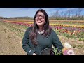 Annual tulip festival returns to Long Island with 3 million blooms