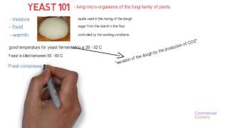 Yeast 101 explained in two minutes