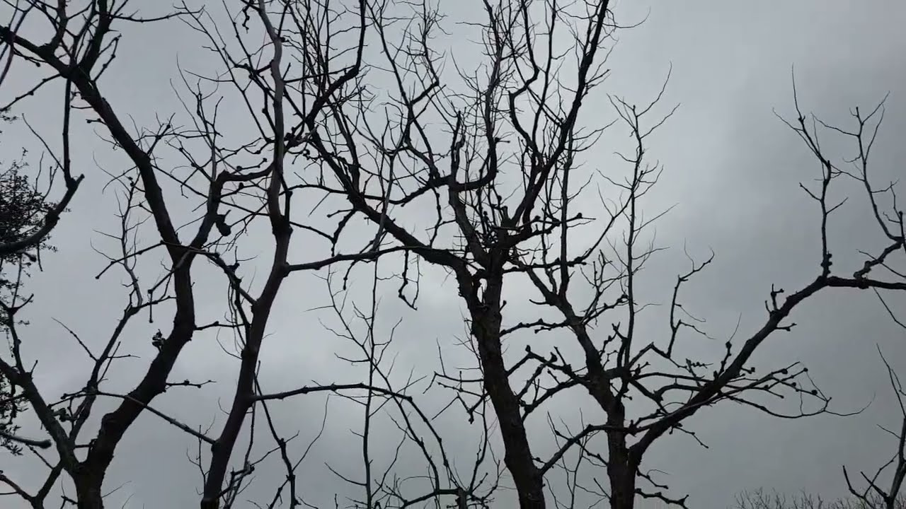 成年枣树的春季修剪 Pruning of Adult Jujube Tee (Li) (3/17/3022)