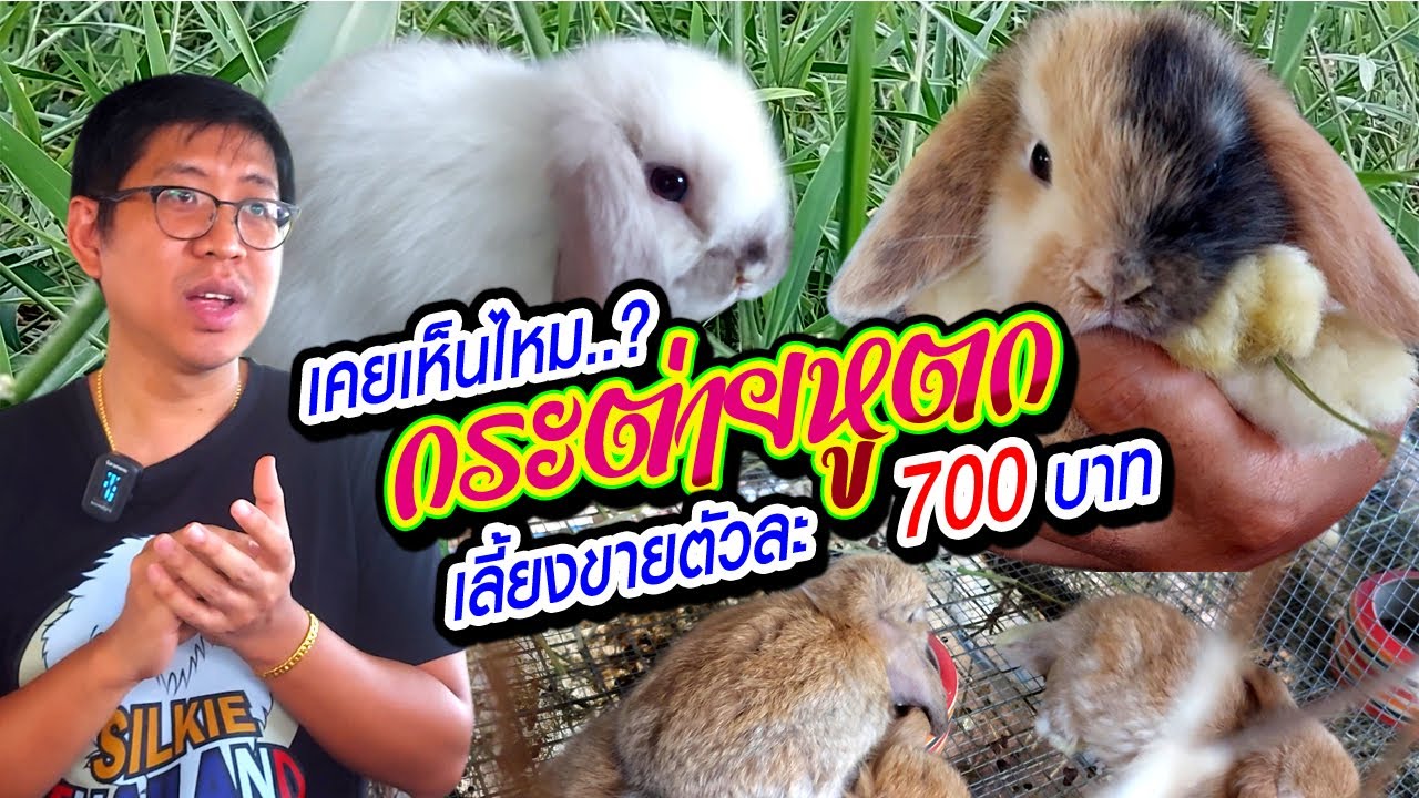 เคยเห็นไหม..? กระต่ายหูตก เลี้ยงขายตัวละ 700 บาท