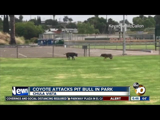 Encounter between coyote and pit bull at park caught on video class=