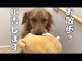 お散歩拒否するゴールデンを騙してやりました