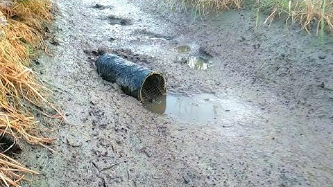 Đặt Lợp Ếch Khai Trương Đầu Năm 2023 Theo Mương Sắc Nước Chạy Quá Êm