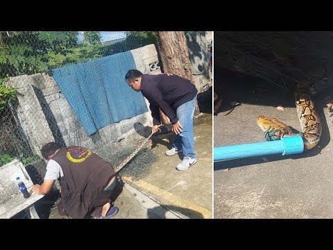 Chubby Python Gets Stuck In Net Fence