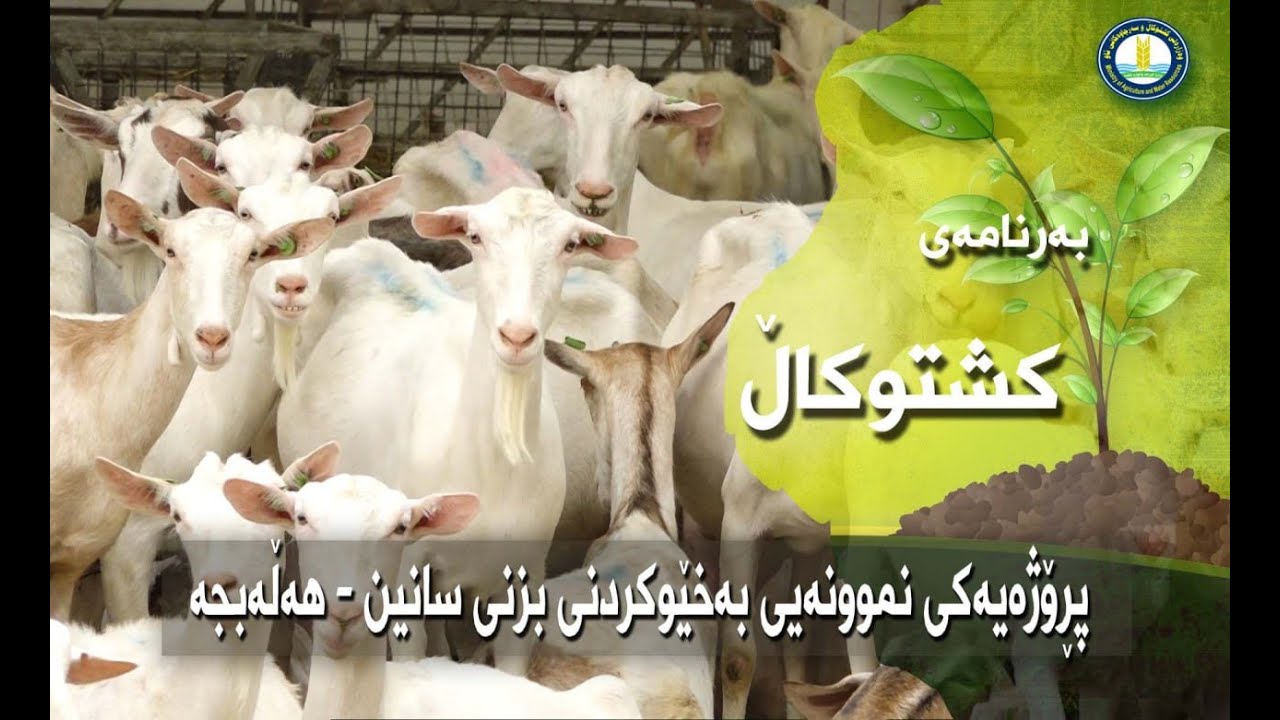 گەورەترین پڕۆژەی بەخێوکردنی بزنی  سانین  لە هەڵەبجە