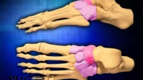 Lower Limb Biomechanics