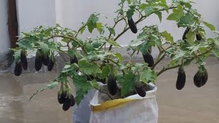 Wonderful. brinjal grown in poly bags enjoying rain in my terrace