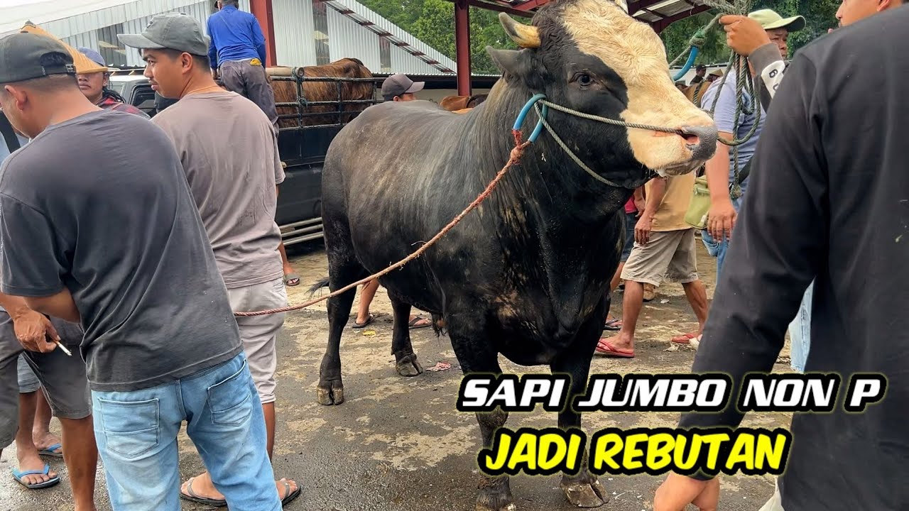 DIKEJAR KEJAR JURAGAN❗️SAPI JUMBO NON POEL LERENG GUNUNG TERJUAL 