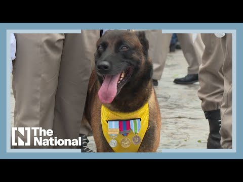 वीडियो: पेट स्कूप: सीक्रेट सर्विस स्पॉटलाइट्स हीरो K9s, कनाडाई सोल्जर ने अपने कुत्तों द्वारा शोक व्यक्त किया