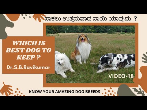 WHICH IS BEST DOG / BREED TO KEEP ?|ಸಾಕಲು ಉತ್ತಮವಾದ ನಾಯಿ / ತಳಿ ಯಾವುದು ?  -Dr.S.B.Ravikumar  KANNADA