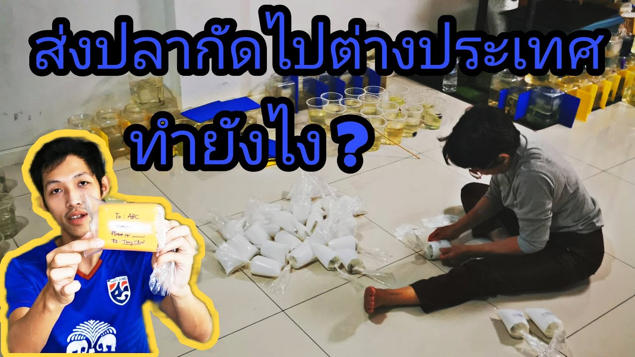 ส่งจดหมายไปต่างประเทศ  Update  ส่งปลากัดไปต่างประเทศทำยังไง ?  คลิปนี้มีคำตอบ | คุยฟุ้งเรื่องปลากัด EP22