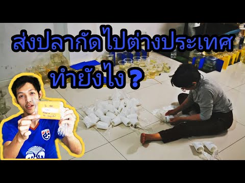 ส่งปลากัดไปต่างประเทศทำยังไง ? คลิปนี้มีคำตอบ | คุยฟุ้งเรื่องปลากัด EP22