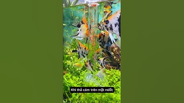 Ống cho cá ăn giữ nước trong cá ăn gọn gàng #aquarium #youtubeshorts