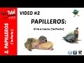 Papilleros: Cria a mano (Parte 1)