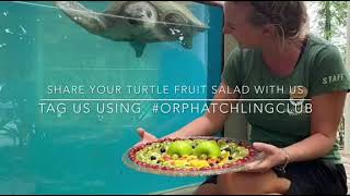 Hatchling Club: How To Make A Turtle Salad
