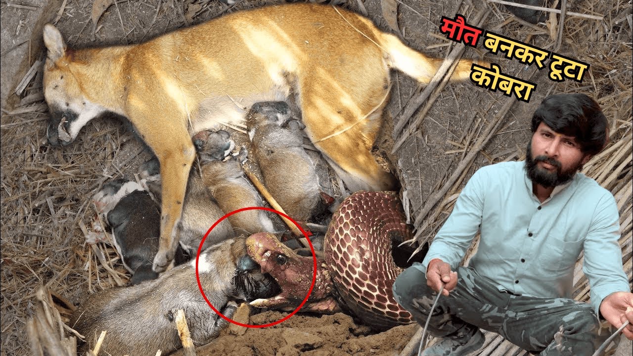 जहरीले सर्प ने पूरे परिवार को मौत के घाट उतार दिए गाँव में फैला दशहत का माहौल 😭 Murliwale hausla