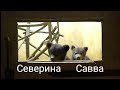 МедведьТВ "Республика Карелия"/ BearaTV " Republic of Karelia"