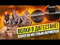 Волки в Дагестане напали на скот! Магомед и Али помогают фермерам с хищником. Добыли трёх волков.