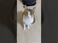 何で猫の鳴き声ってこんな可愛いん？