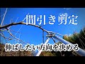 柿の木の剪定#24 間引き剪定について