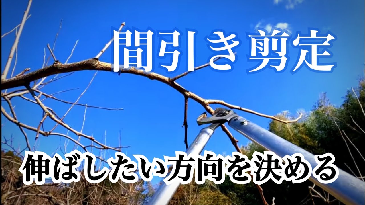 柿の木の剪定#24 間引き剪定について