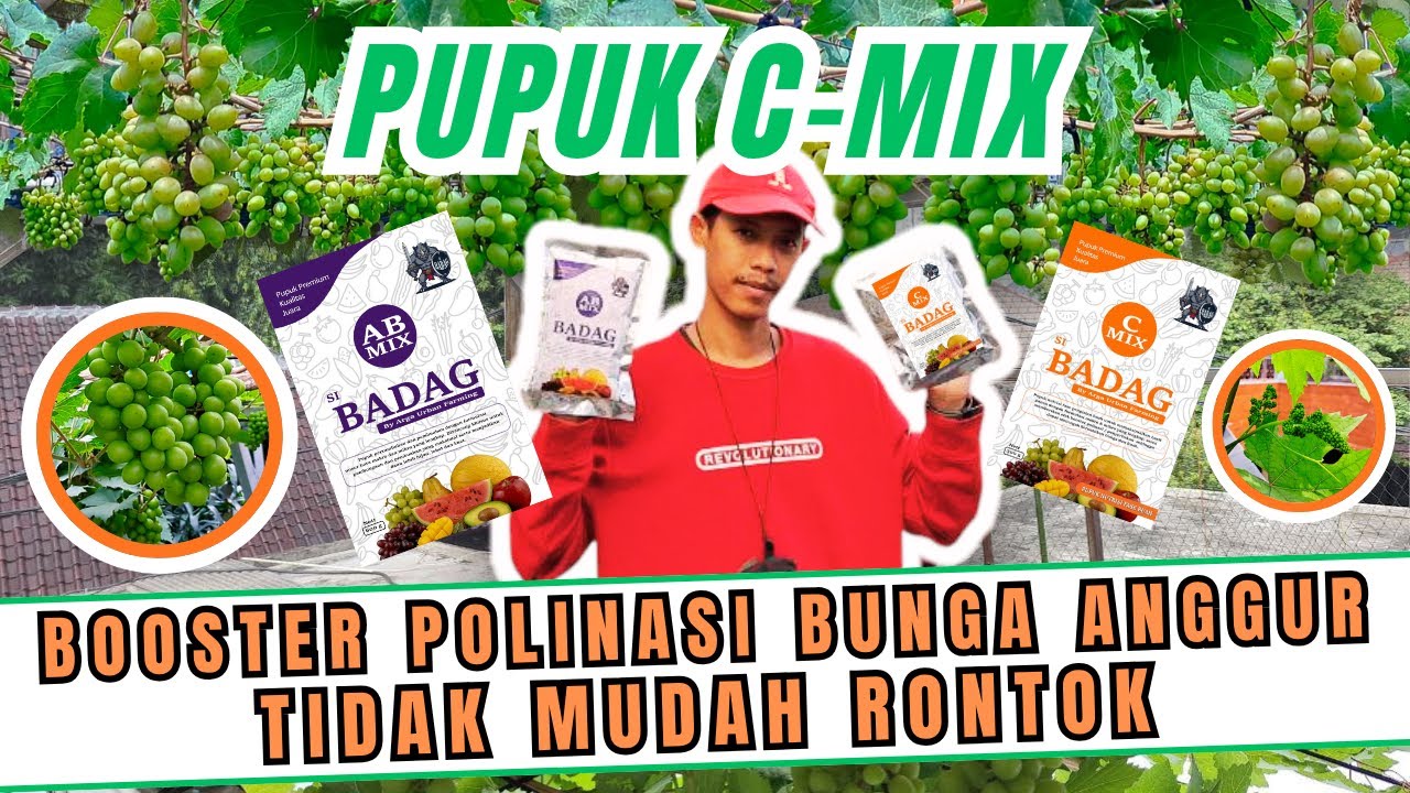 BOOM‼️ SOLUSI BUNGA ANGGUR TIDAK MUDAH RONTOK PUPUK C-MIX BOOSTER PEMBUAHAN & NUTRISI BUAH ANGGUR