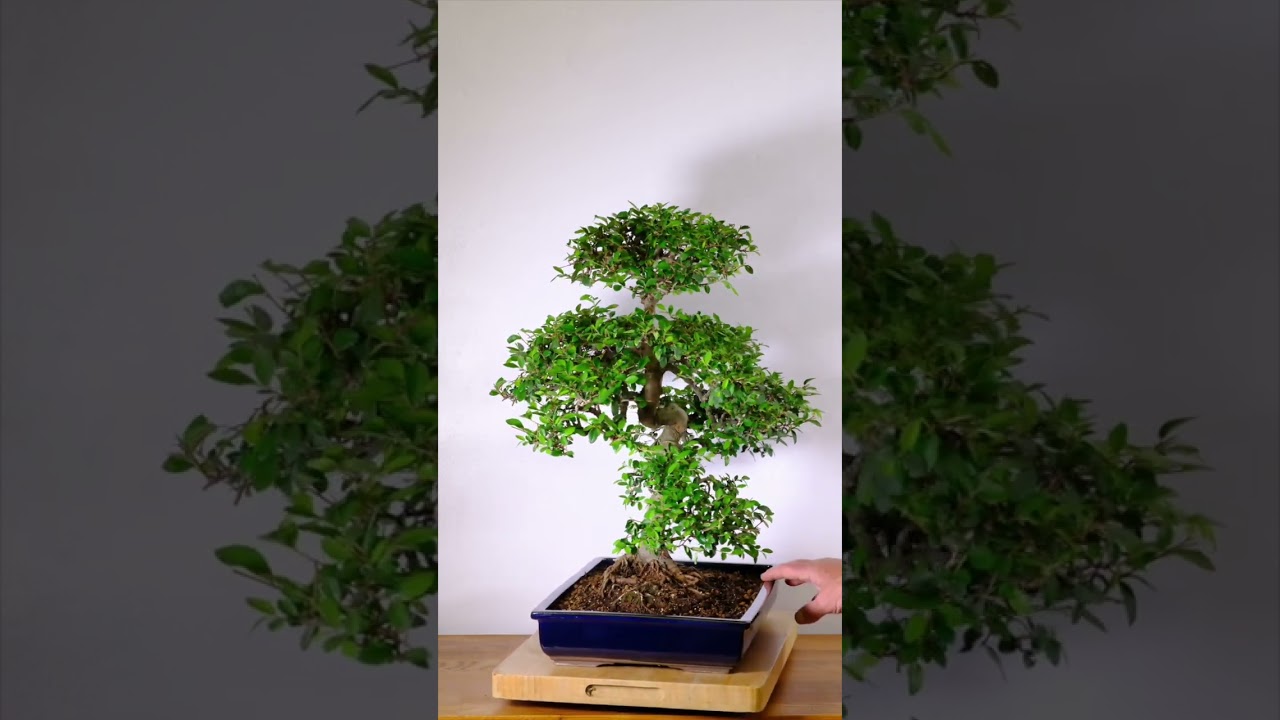 30-Year-Old Master-Grown Chinese Elm Bonsai Specimen in Rich Blue