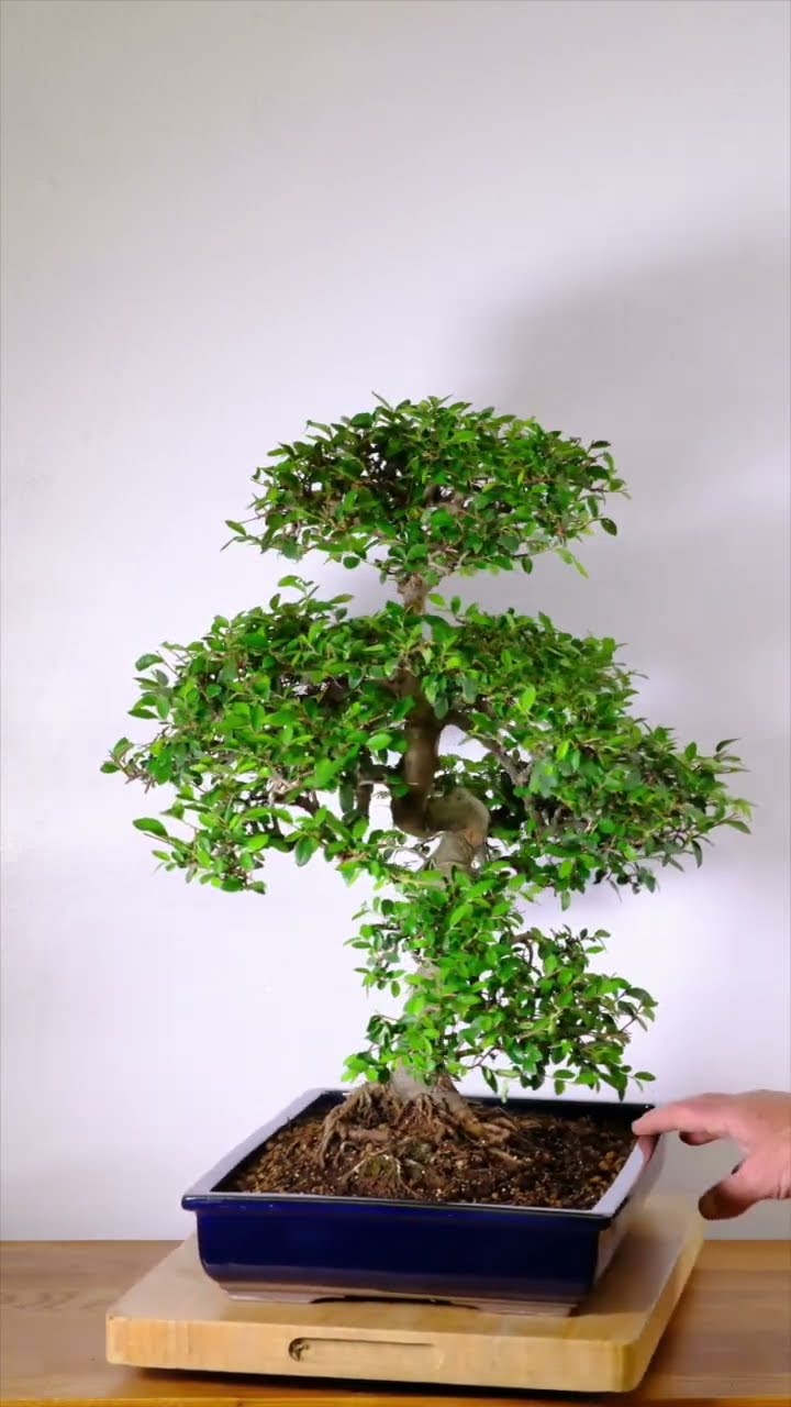30-Year-Old Master-Grown Chinese Elm Bonsai Specimen in Rich Blue