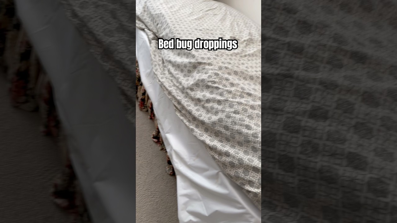 Bed Bug Droppings on an Encasement 