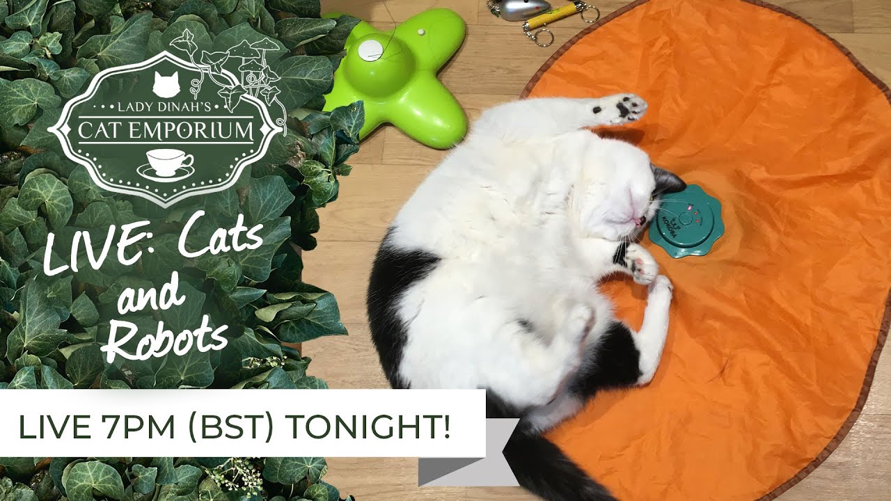 cats inn LIVE: Cats and Robots!