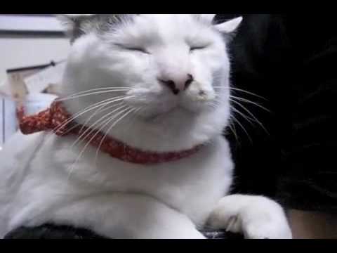 オヤジの悶え ヨウカンさん腰ポンムービー My Cat Yohkan San Hahooooo Youtube オヤジの悶え ヨウカンさん腰ポンムービー My Cat Yohkan San Hahooooo Youtube