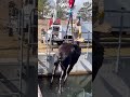 Watch the rescue of a moose stuck in a water canal