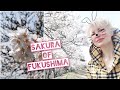 SAKURA Cherry 🌸 BLOSSOM of Minami Soma ☢️ Fukushima 2023 by Adeyto