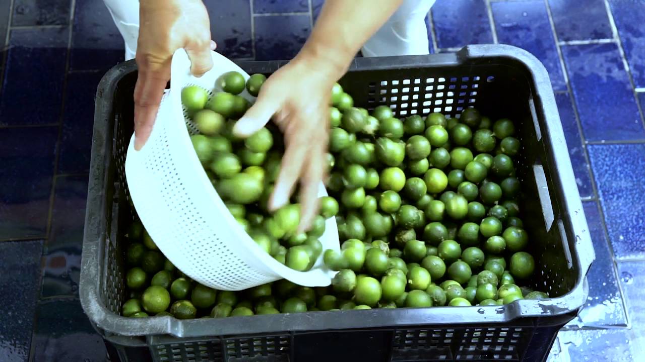 fogyás calamansi