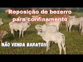 REPOSIÇÃO DE BEZERRO PARA O CONFINAMENTO