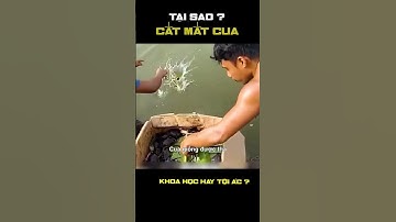 Vì Sao Cua Gạch Đều Bị Cắt Mắt #kienthucthuvi #matmotmi