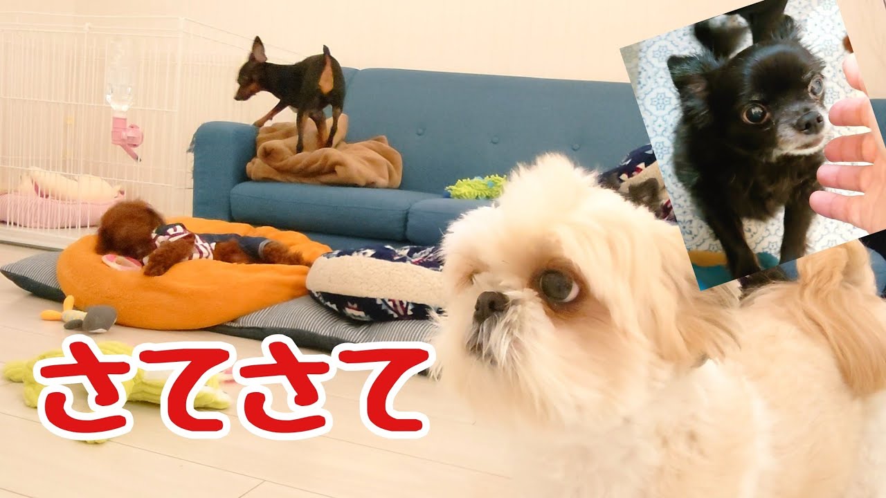 【犬の生活動画】賑やかな昼間 第26話[先住犬と子犬の暮らし～多頭飼い]チワワ・シーズー・ミニチュアピンシャー・トイ