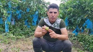 Guanabana estado óptimo de la flor, para ser polinizada