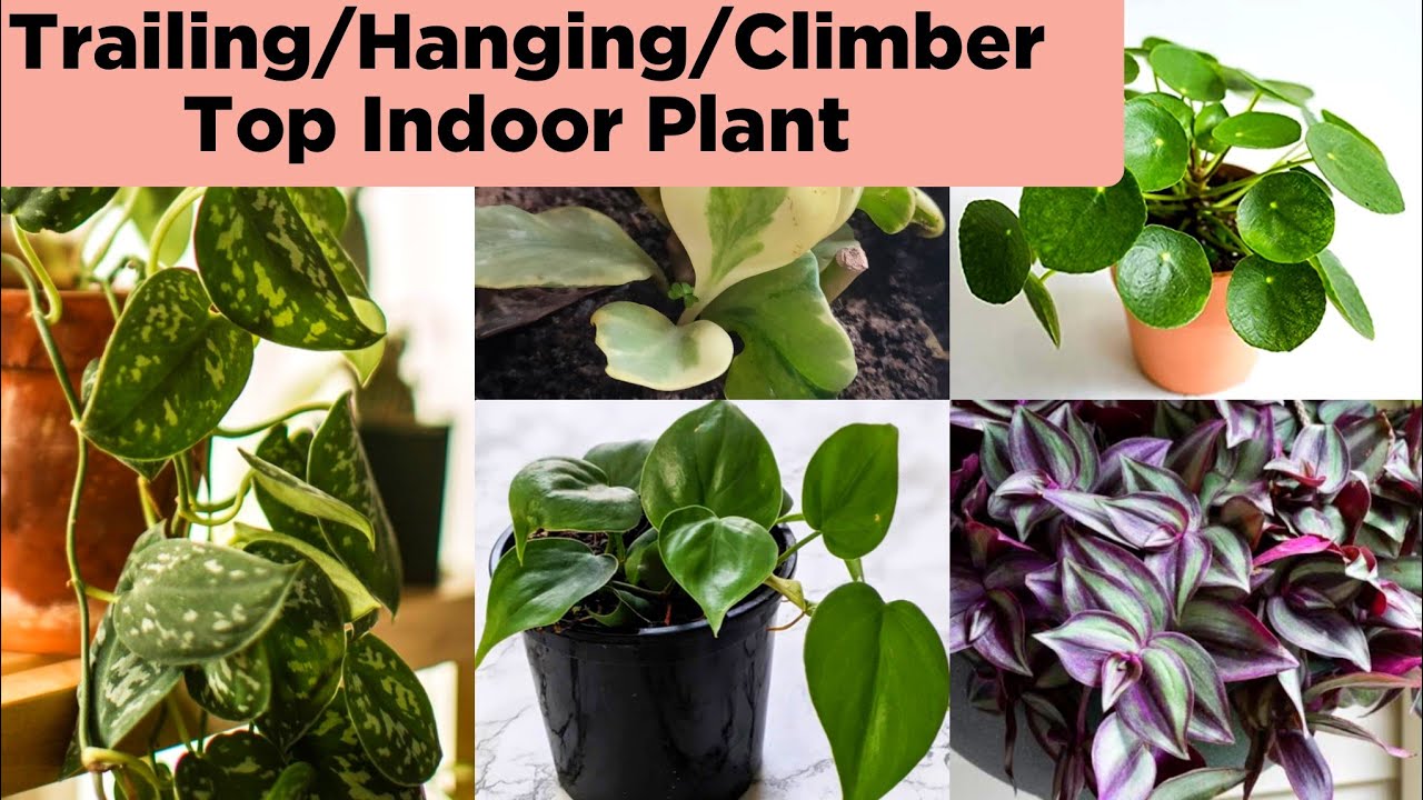 12 Best Hanging/Trailing/Climber/Creeper Indoor Plants / Indoor Plant