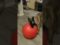 Belgian Malinois Puppy Plays with Big Exercise Ball