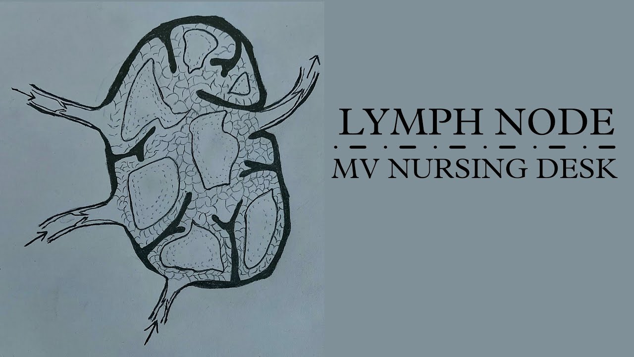 Lymph node - YouTube