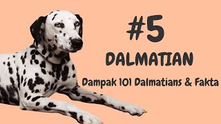 Fakta Dalmatian & The 101 Dalmatians Effect | Sejarah dan Fakta Menarik Dalmatian