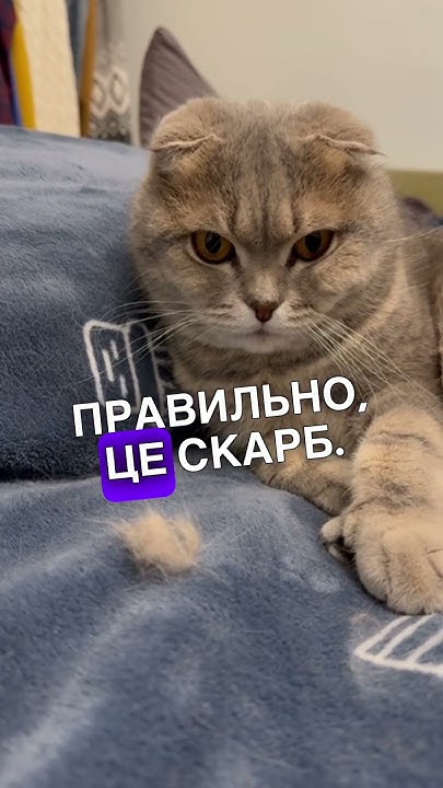Котошенко #кіт #киця #шотландець_висловухий #кожана #рекомендації # ...