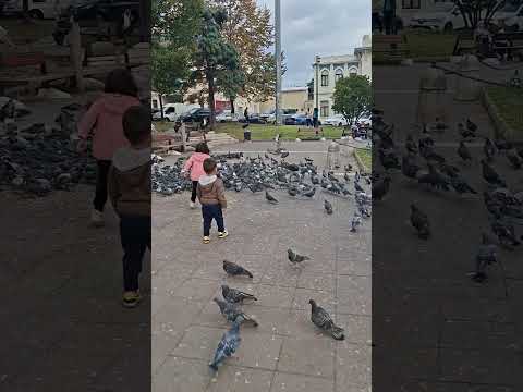 اكبر موقع يتجمع الحمامات فيها