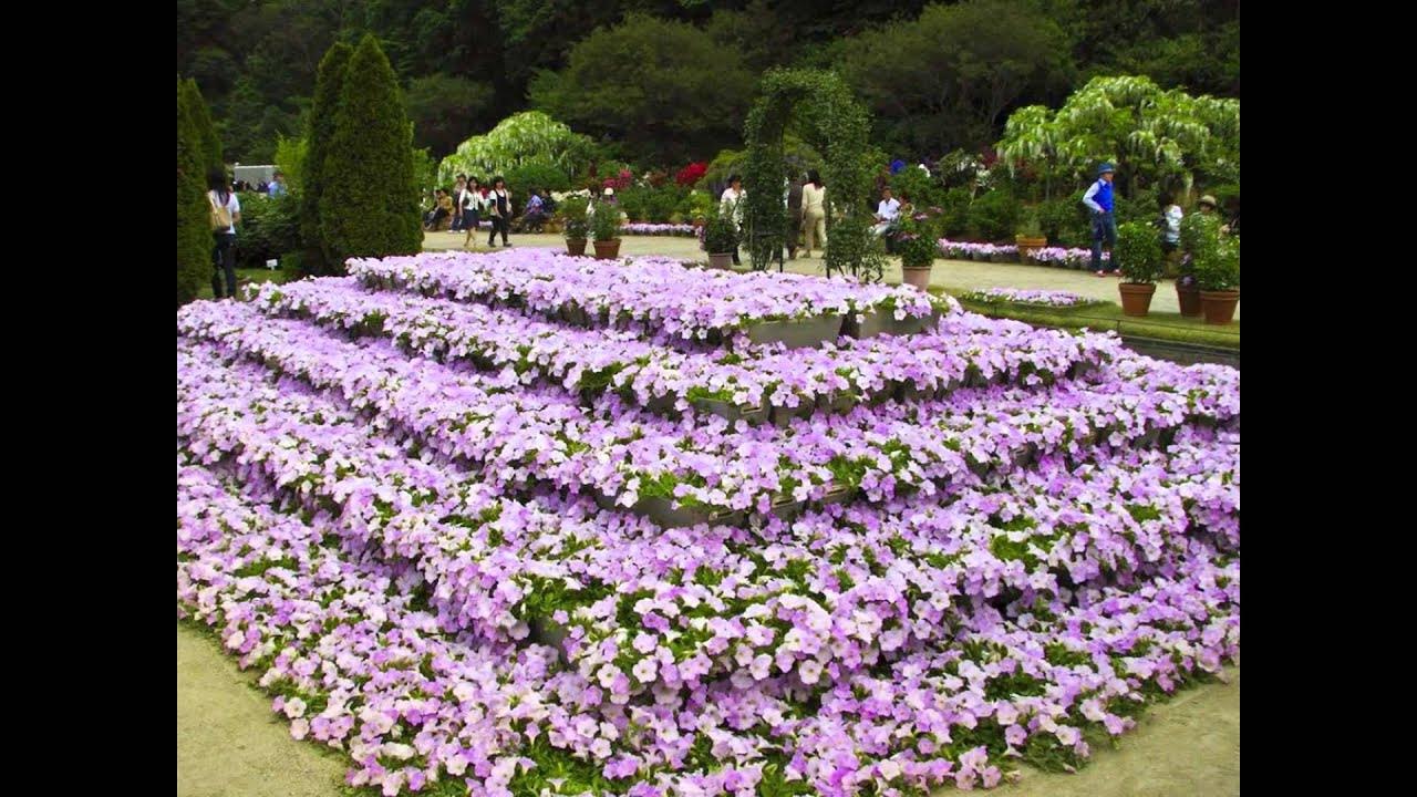 Японский сад цветов кавати фудзи. Растения которые растут в парках. Парк цветов асикага в японии. Ботанический парк дендрарий в сочи. Плоская трава.