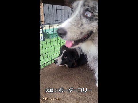 【おて】で性格がわかるううう⁉【ボーダーコリー】